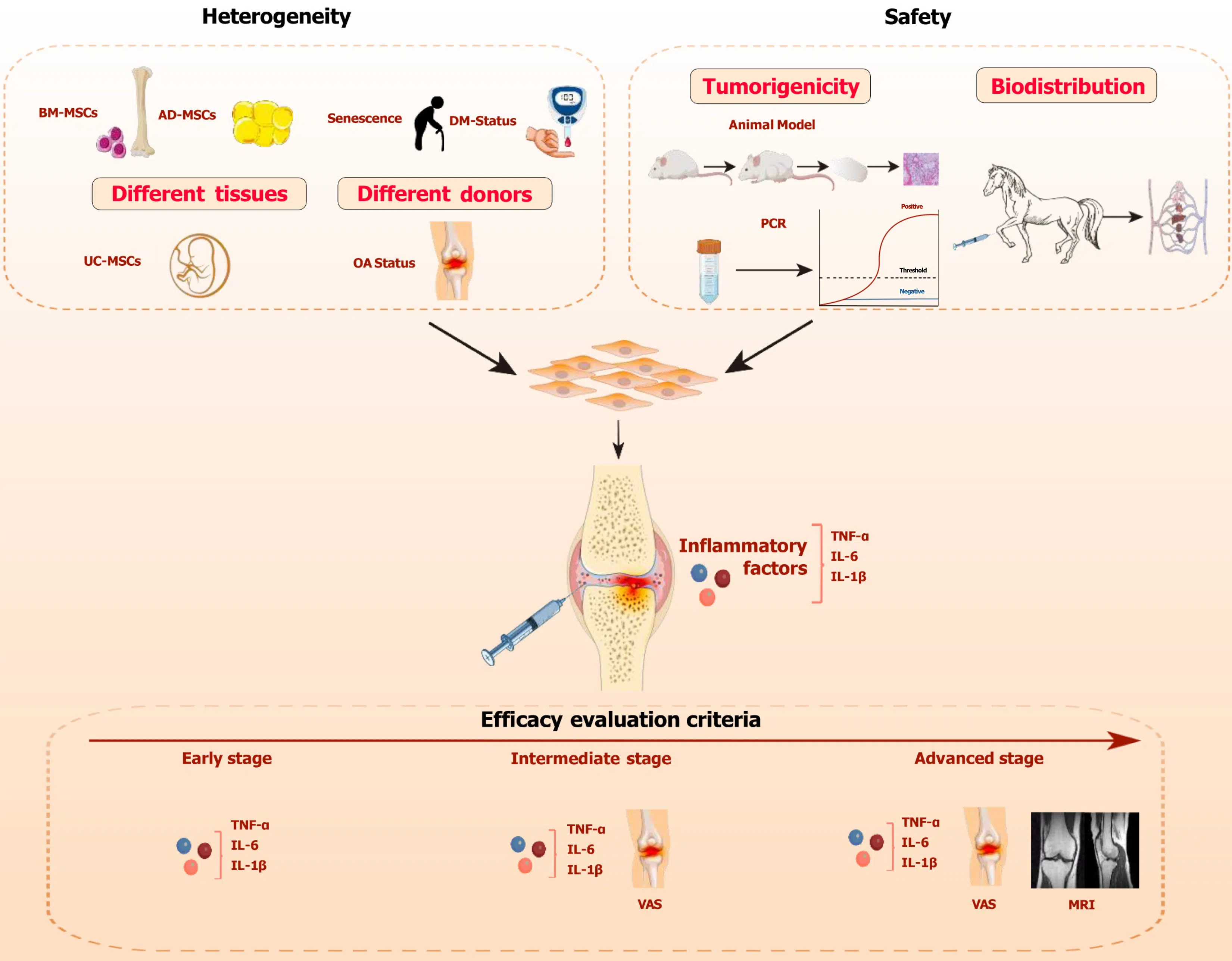 圖1：間充質(zhì)干細(xì)胞治療骨關(guān)節(jié)炎的關(guān)鍵考慮因素。
