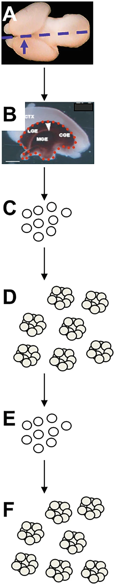 圖1:從胚胎第 14.5 天 (E14.5) 小鼠腦中提取NSPC。 圖1:從胚胎第 14.5 天 (E14.5) 小鼠腦中提取NSPC。