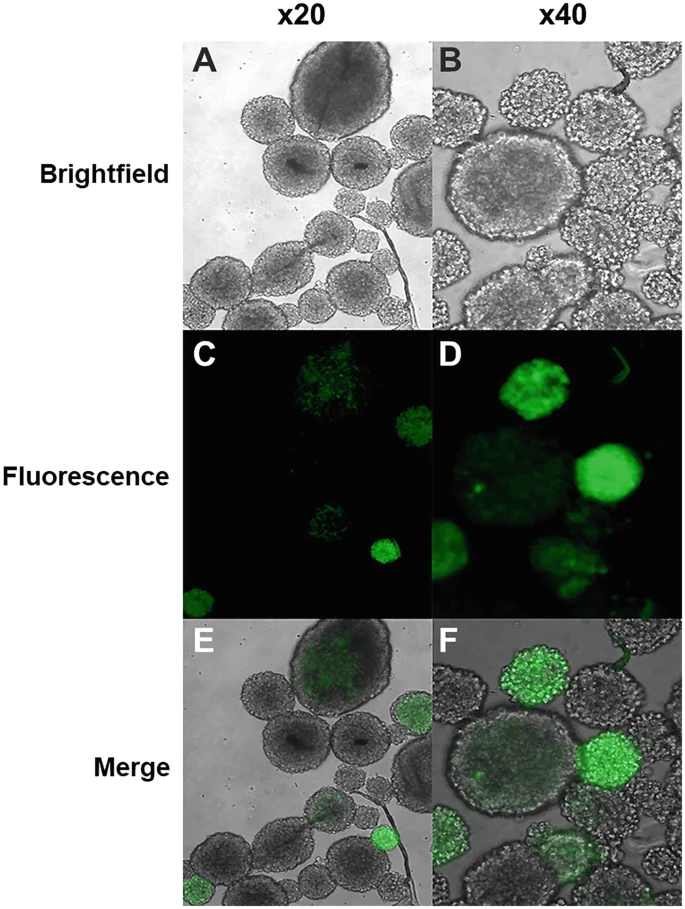 圖3:逆轉錄病毒轉導 NSPC。 圖3:逆轉錄病毒轉導 NSPC。