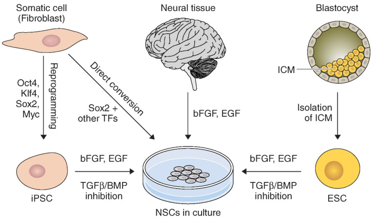 圖1:通過(guò)多種方法和來(lái)源獲得NSC的示意圖。 圖1:通過(guò)多種方法和來(lái)源獲得NSC的示意圖。