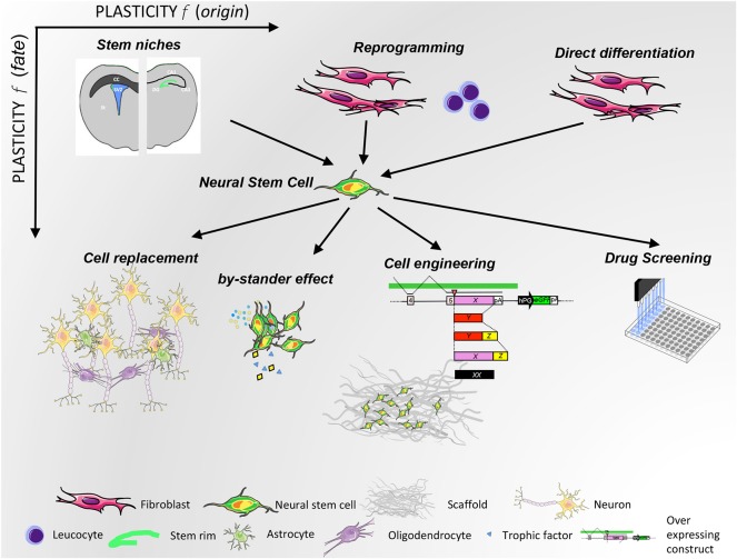 圖2：NSC可塑性與來源（x 軸）和治療用途（y 軸）的關系。