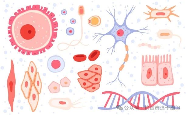 什么是成體干細胞？它們在再生醫學中的作用