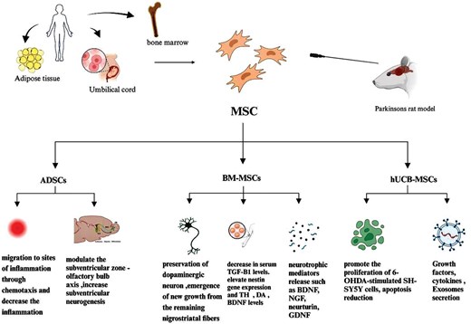 圖4:不同類型的間充質(zhì)干細胞在帕金森病中的治療潛力和機制的概述。 圖4:不同類型的間充質(zhì)干細胞在帕金森病中的治療潛力和機制的概述。