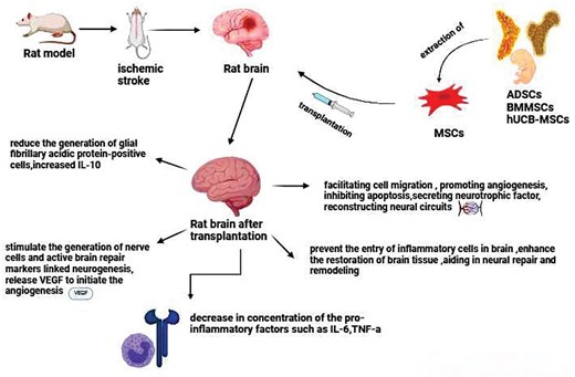 圖2.不同類型的間充質(zhì)干細胞治療中風的機制。 圖2.不同類型的間充質(zhì)干細胞治療中風的機制。