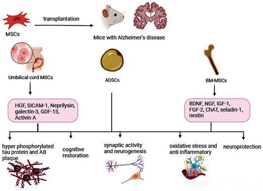 圖1.間充質(zhì)干細胞在阻止或逆轉(zhuǎn)阿爾茨海默病進展方面的建議機制。 圖1.間充質(zhì)干細胞在阻止或逆轉(zhuǎn)阿爾茨海默病進展方面的建議機制。