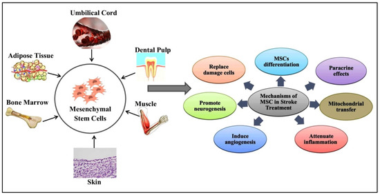 圖1:間充質干細胞 (MSC) 的來源和治療機制。 圖1:間充質干細胞 (MSC) 的來源和治療機制。