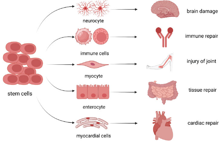 圖(1):干細(xì)胞的分化能力 圖(1):干細(xì)胞的分化能力