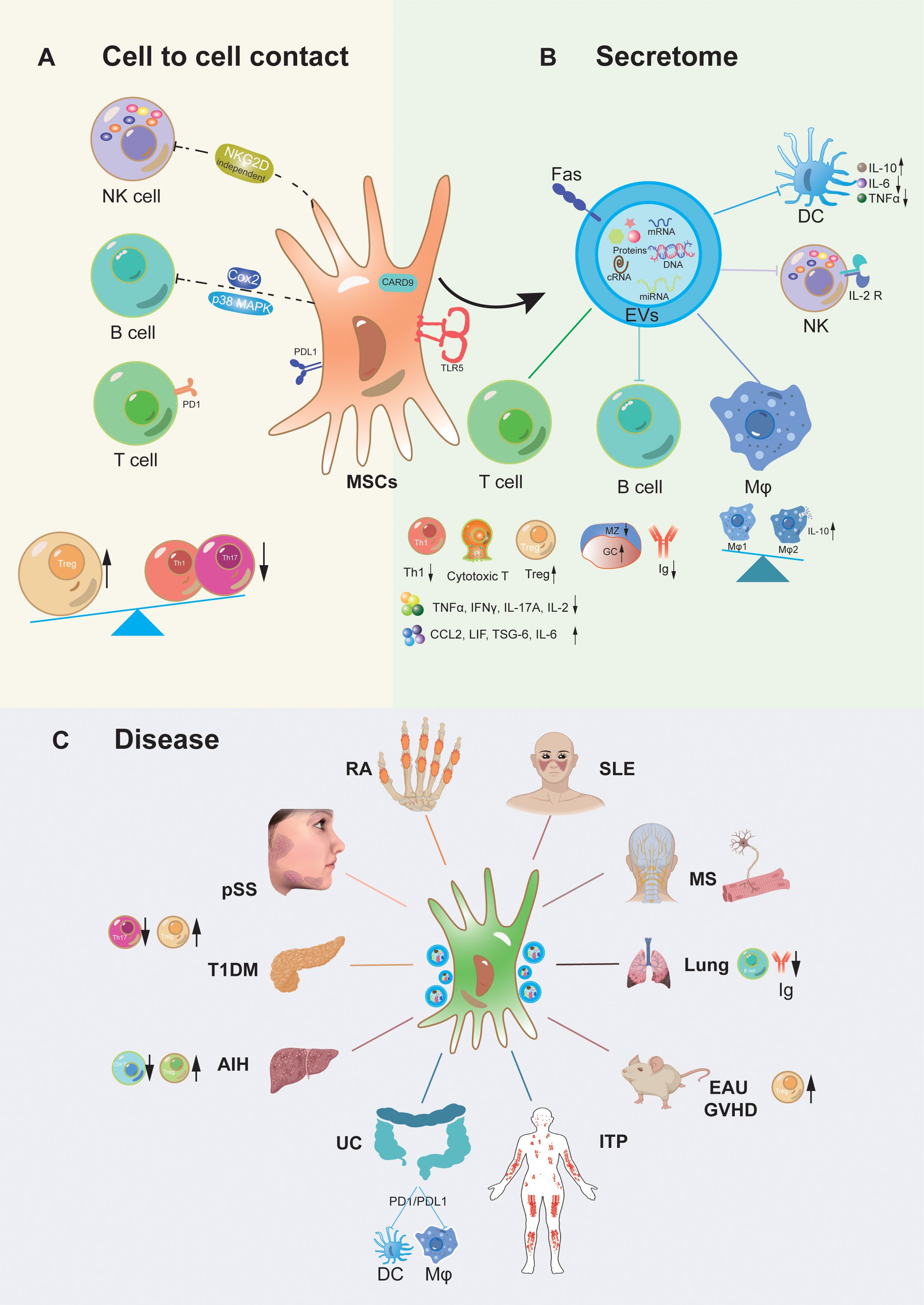 圖1：間充質干細胞移植治療自身炎癥性疾病的作用機制。