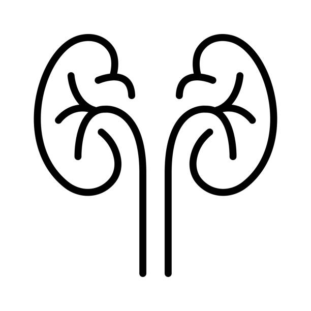 從早期到終末期:干細(xì)胞治療腎病的全階段適用性解答 從早期到終末期:干細(xì)胞治療腎病的全階段適用性解答