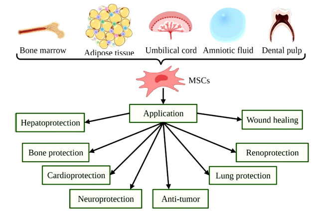 圖(2)：MSCs的來(lái)源和用途示意圖。