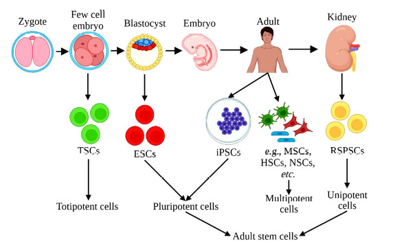 圖 (1)：根據(jù)干細(xì)胞分化成其他細(xì)胞類型的能力對(duì)其進(jìn)行分類。