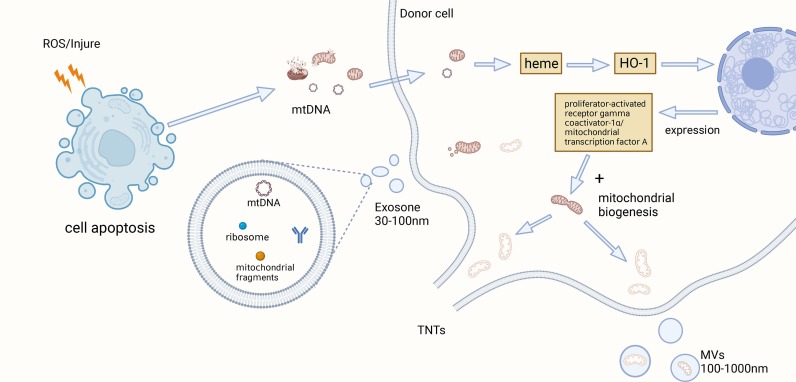 圖1：觸發(fā)MSCs-MT的因素