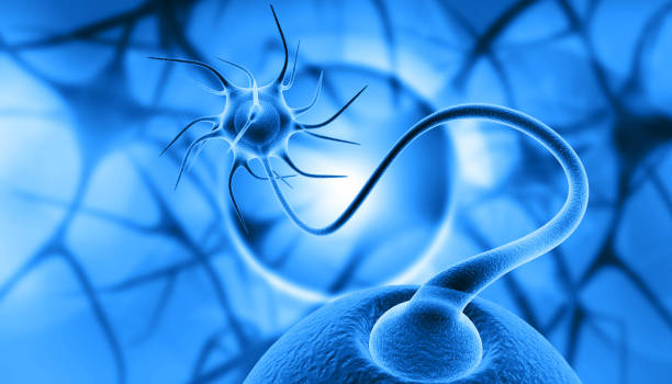 衰老中的神經干細胞,如何利用神經干細胞治療衰老相關疾病? 衰老中的神經干細胞,如何利用神經干細胞治療衰老相關疾病?