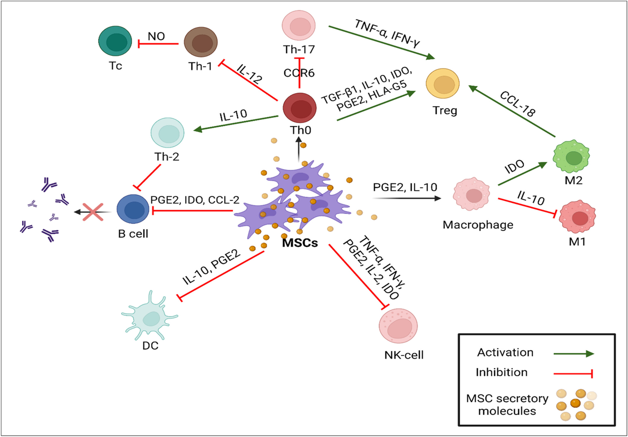圖1：MSCs的免疫調節作用。