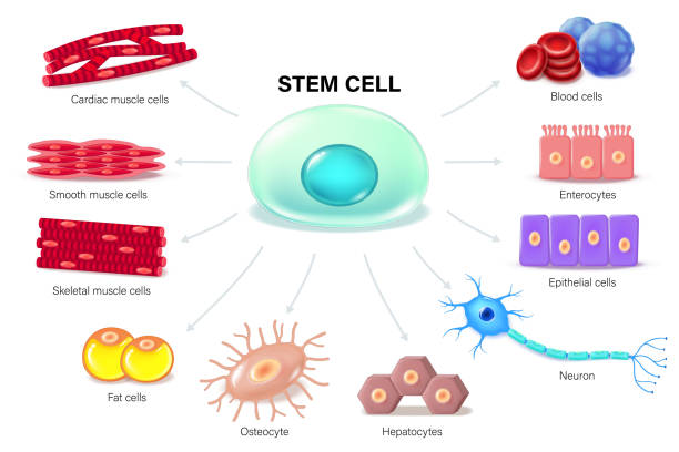 胚胎干細胞：再生醫(yī)學的終極密碼？｜九大觀點揭秘細胞治療的曙光與暗礁