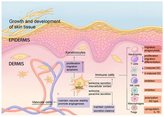 圖2：MSCs維持皮膚微環境穩態，并協調抗炎和再生免疫調節。