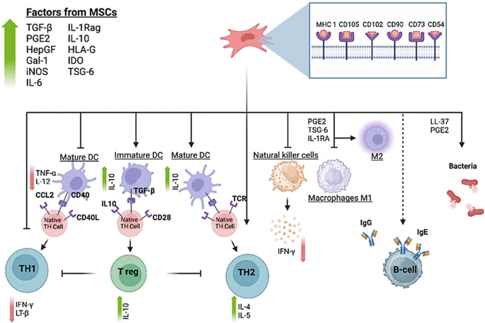 圖3：MSC與免疫細胞的相互作用。