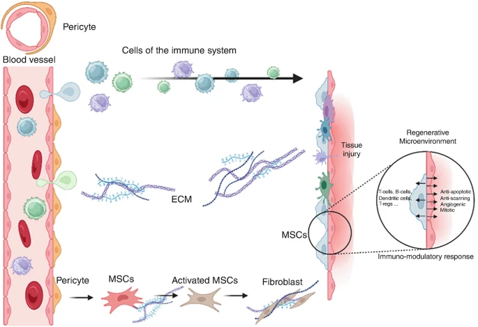 圖2：MSCs介導的組織修復過程。