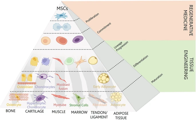 圖1：介生過程。Caplan等人于1994年提出了介生過程的典型假說，并展示了在誘導性細胞培養條件下，向骨骼、軟骨、肌肉等組織分化的實質性譜系通路。