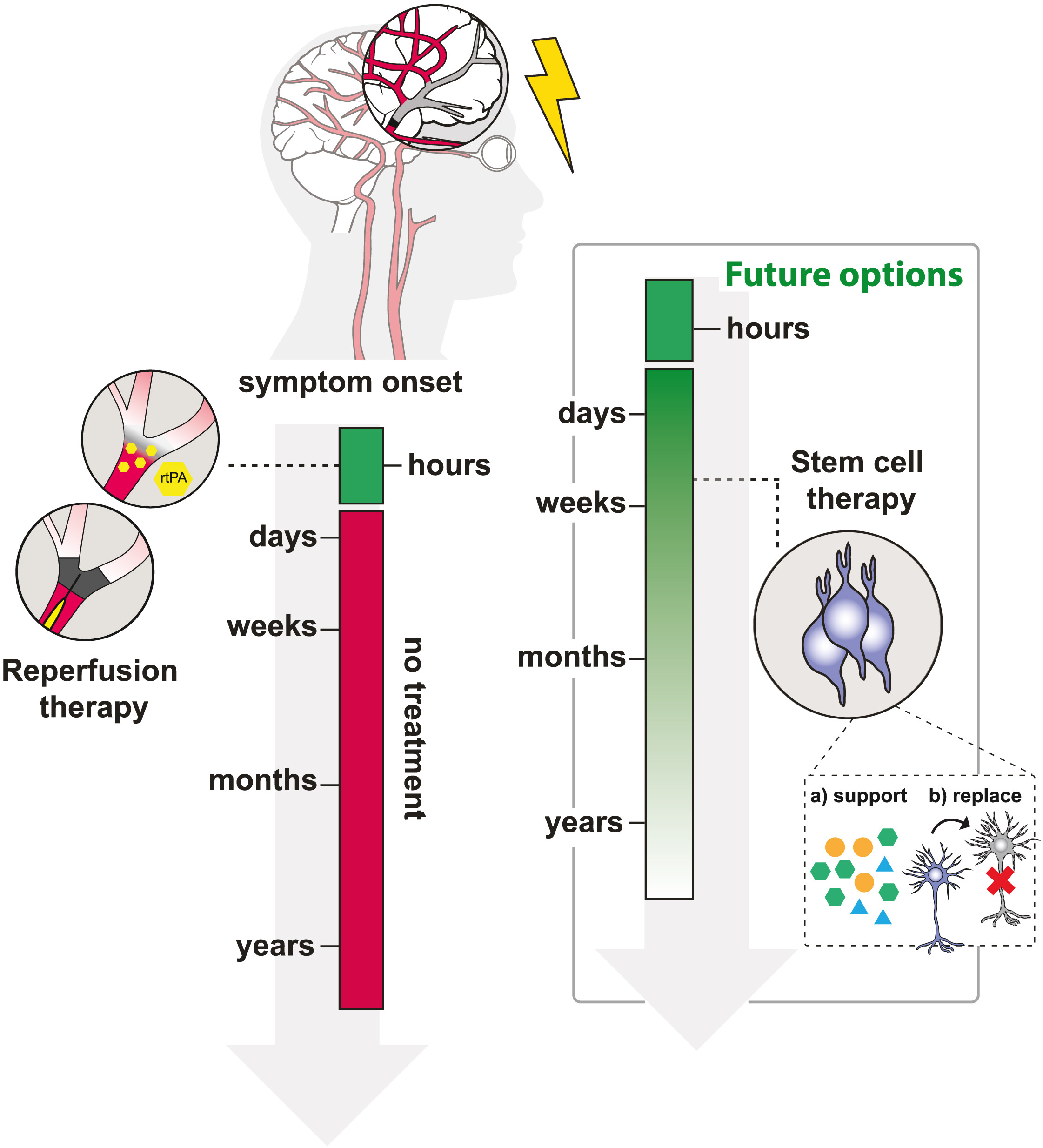 圖1:治療缺血性中風(fēng)的現(xiàn)有和未來選擇 圖1:治療缺血性中風(fēng)的現(xiàn)有和未來選擇