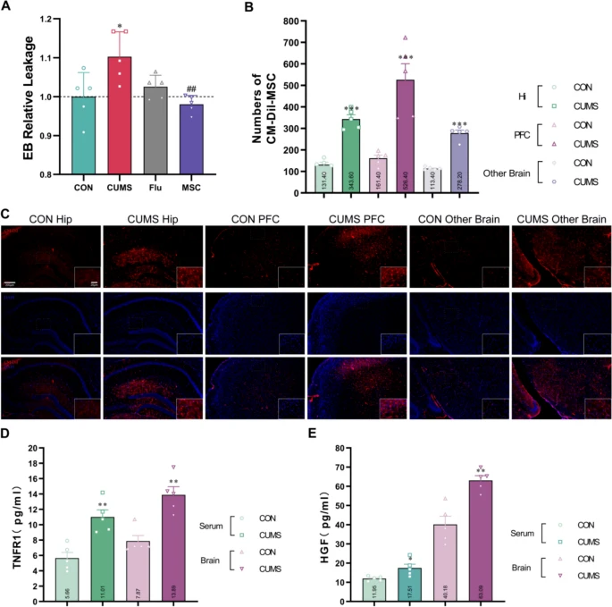 圖6：hUC-MSCs滲透至腦部并減弱CUMS小鼠的BBB通透性。