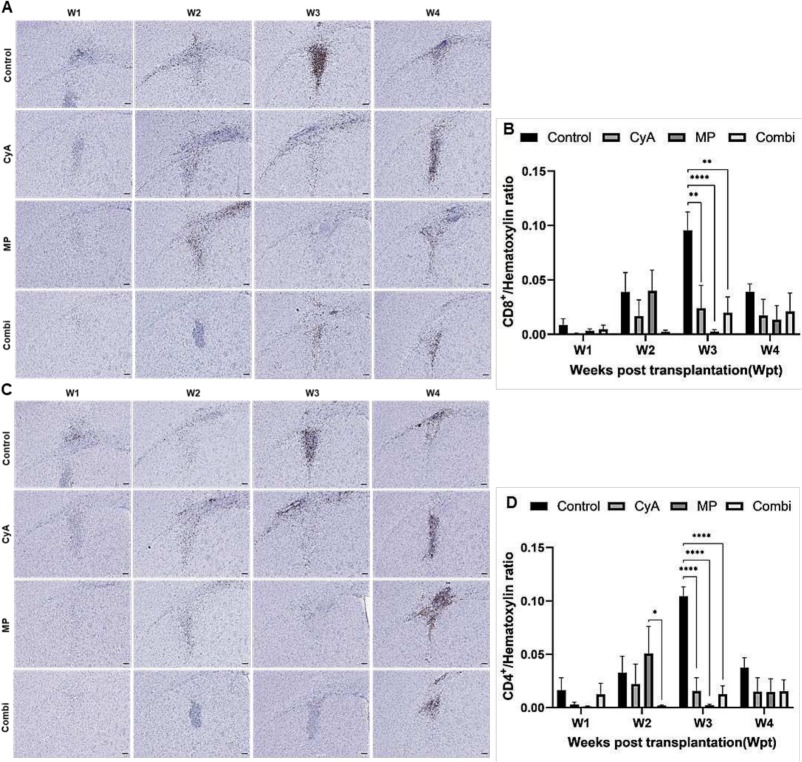 圖9：移植同種異體NSC的免疫抑制C57BL/6小鼠紋狀體中CD8+和CD4+T淋巴細胞的組織學分析。