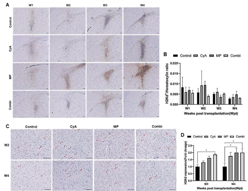 圖10：ICR NSCs同種異體移植到紋狀體免疫抑制的C57BL/6小鼠腦內的存活情況。