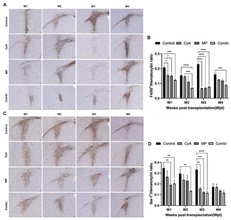 圖8：移植同種異體NSC的免疫抑制C57BL/6小鼠紋狀體中的小膠質細胞/巨噬細胞的組織學分析。
