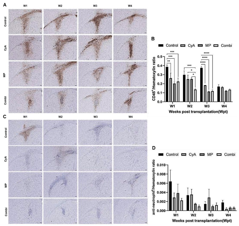 圖7：移植同種異體NSC的免疫抑制C57BL/6小鼠紋狀體中CD45+白細胞和中性粒細胞的組織學分析。
