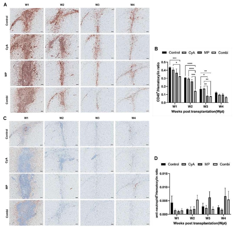 圖3：移植異種NSC的免疫抑制C57BL/6小鼠紋狀體中CD45+白細胞和中性粒細胞的組織學分析。