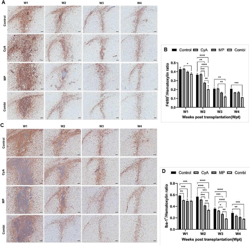 圖4：移植異種NSC的免疫抑制C57BL/6小鼠紋狀體中的小膠質細胞/巨噬細胞的組織學分析。