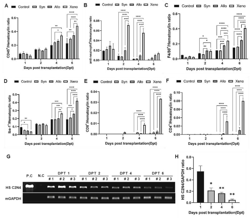 圖2：移植的異種NSC在免疫功能正常的C57BL/6小鼠紋狀體中的免疫應答和持久性。