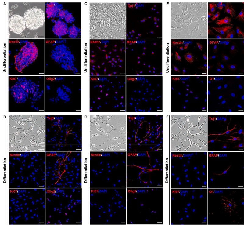 圖1：同基因、同種異體和異種NSC的表征