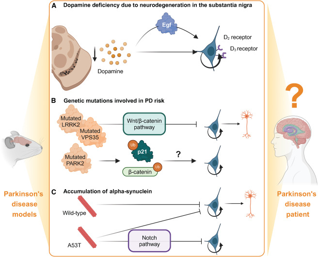 圖4:影響成人神經發生的帕金森病病理特征 圖4:影響成人神經發生的帕金森病病理特征