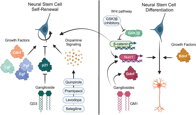 圖5:促進神經發生作為帕金森病治療方法的策略 圖5:促進神經發生作為帕金森病治療方法的策略
