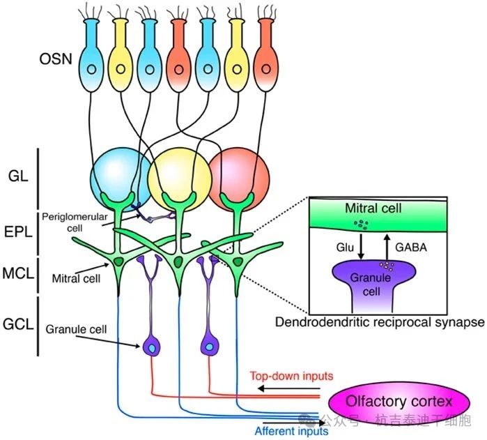 圖2:這是嗅球神經網絡的示意圖。 圖2:這是嗅球神經網絡的示意圖。