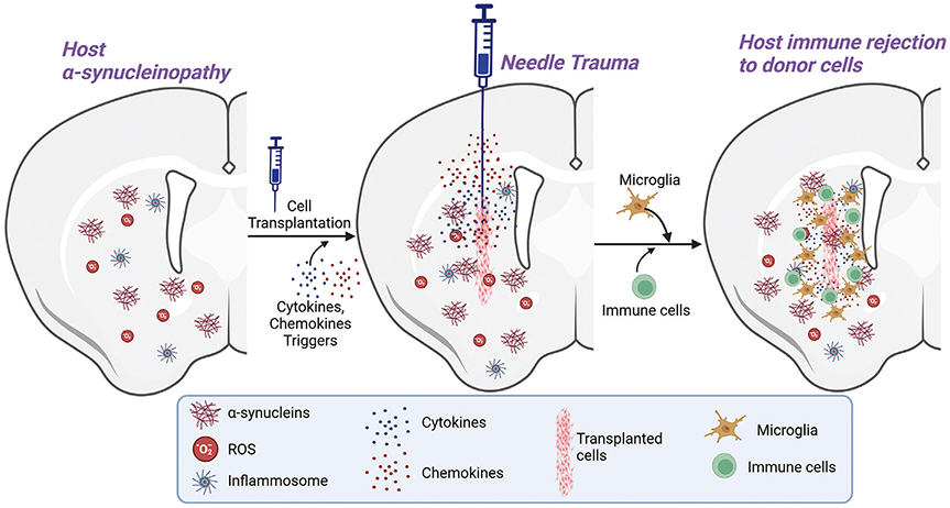 圖1：限制供體細胞存活和植入的因素。