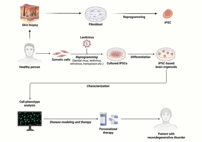 圖2.使用iPSC衍生的類器官對(duì)ND進(jìn)行建模和治療的說明。