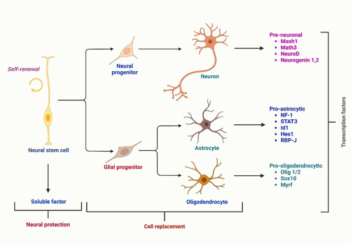 圖1：根據(jù)伴隨的轉(zhuǎn)錄因子，神經(jīng)干細(xì)胞分化為三種主要類型的神經(jīng)細(xì)胞：星形膠質(zhì)細(xì)胞、少突膠質(zhì)細(xì)胞和神經(jīng)元。