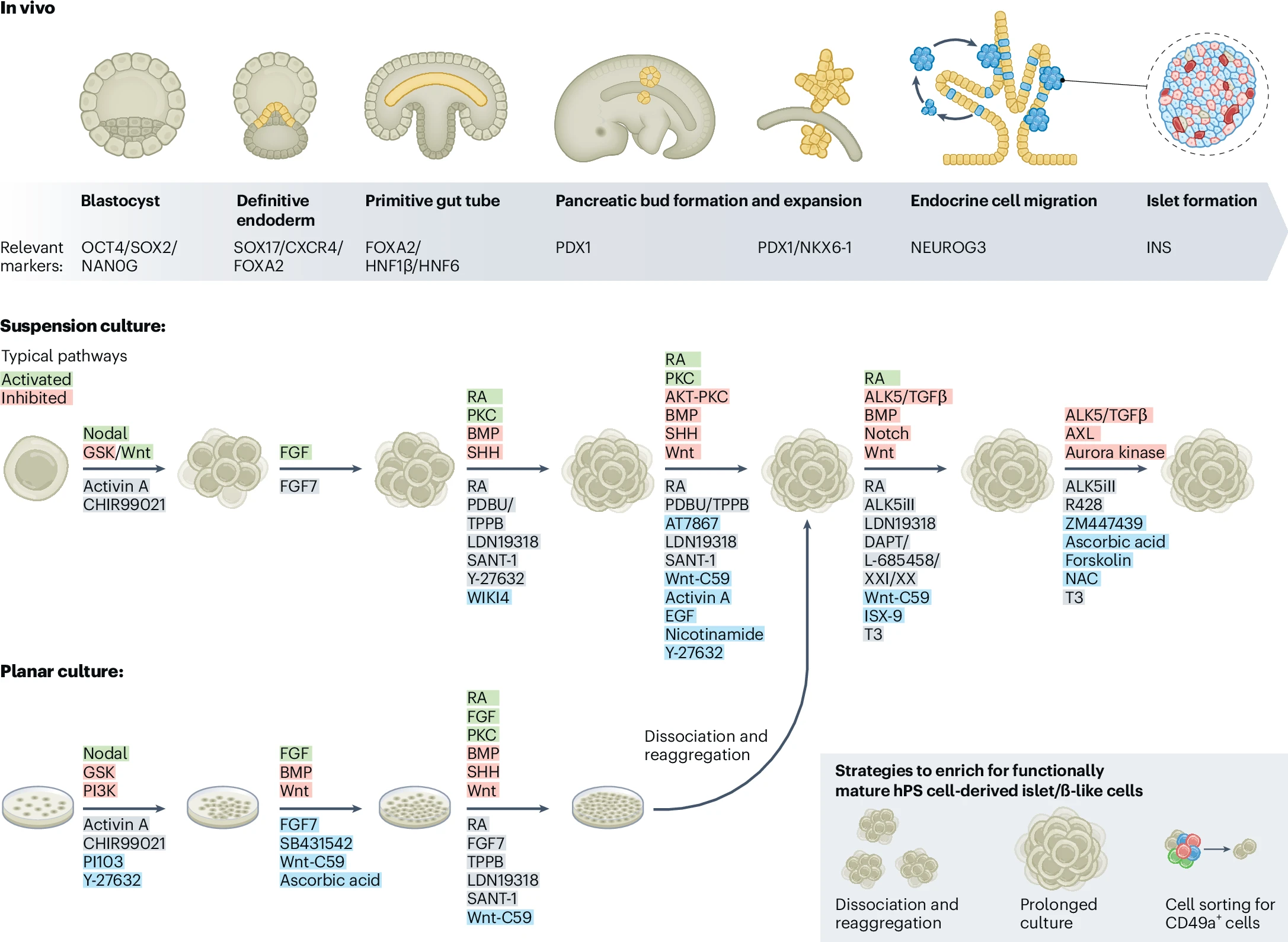 圖1：生成hPS細胞衍生的胰島/β樣細胞的最新協(xié)議進展。