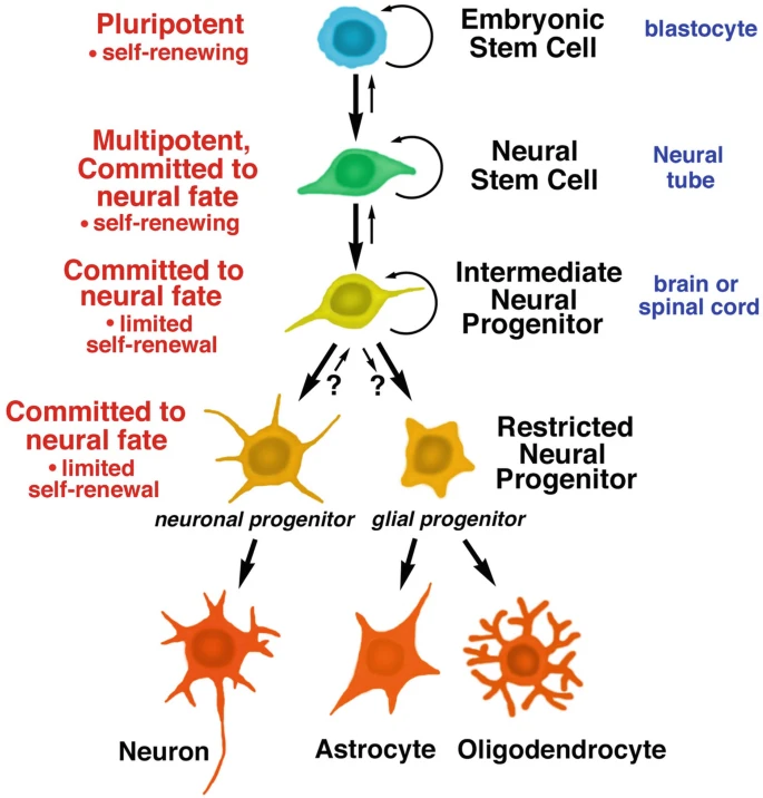 圖1:胚胎干細胞和神經(jīng)干細胞的發(fā)育階段。所有干細胞都具有分裂和自我更新的能力;子細胞可以分化成特定的譜系,包括神經(jīng)干細胞、神經(jīng)祖細胞,進而分化成神經(jīng)元和神經(jīng)膠質(zhì)細胞。 圖1:胚胎干細胞和神經(jīng)干細胞的發(fā)育階段。所有干細胞都具有分裂和自我更新的能力;子細胞可以分化成特定的譜系,包括神經(jīng)干細胞、神經(jīng)祖細胞,進而分化成神經(jīng)元和神經(jīng)膠質(zhì)細胞。