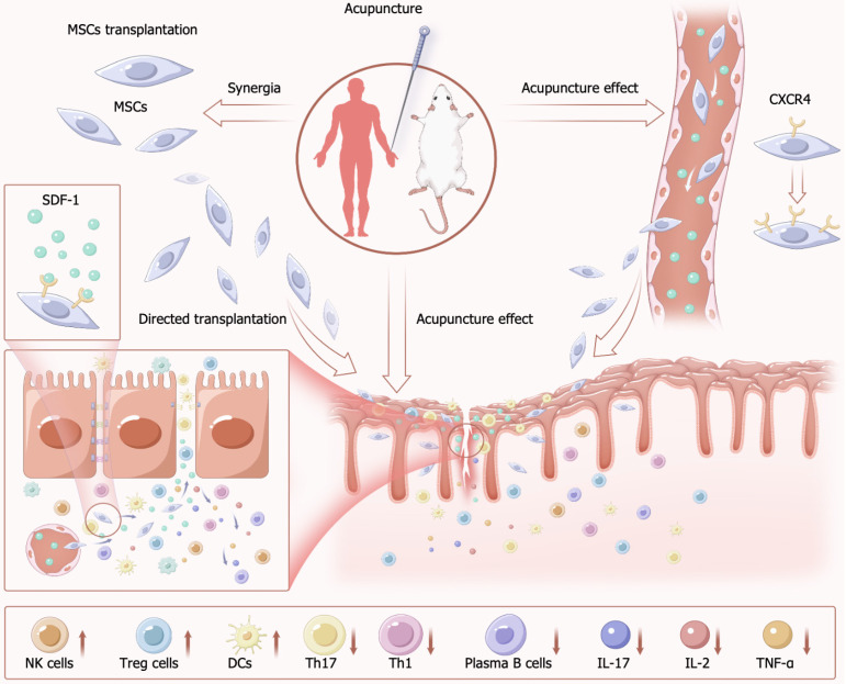 圖3：針刺聯合間充質干細胞治療炎癥性腸病的機制