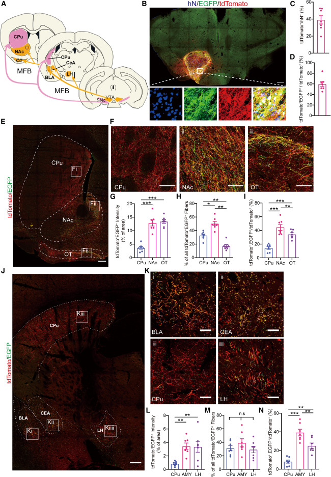 圖2:同源移植的mDA神經元的亞型特異性軸突投射 圖2:同源移植的mDA神經元的亞型特異性軸突投射