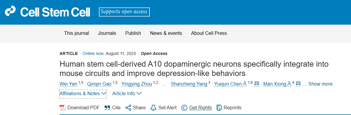 靶向修復大腦:移植人類干細胞衍生的A10神經元,為治療抑郁癥提供新策略 靶向修復大腦:移植人類干細胞衍生的A10神經元,為治療抑郁癥提供新策略