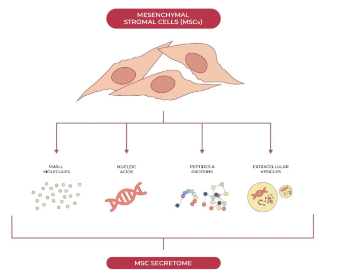 基于間充質(zhì)干細胞的人類疾病治療具有雙重益處：組織再生和釋放支持全身愈合的生物活性分子。