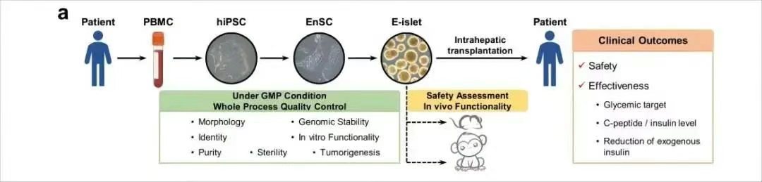 患者E-islet制備、質(zhì)量控制及其移植安全性和有效性評估的主要流程概述