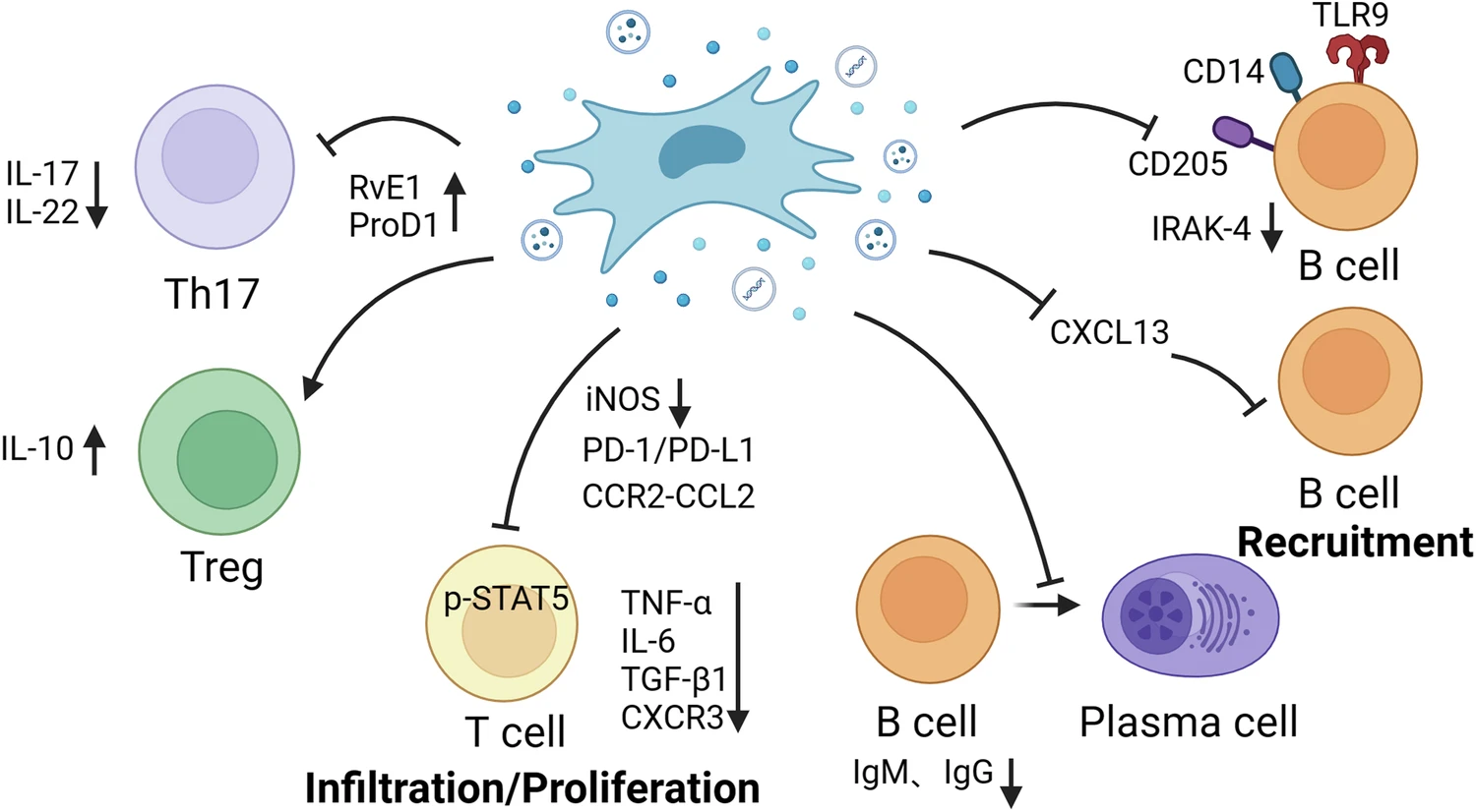 圖2:MSCs調節適應性免疫細胞。 圖2:MSCs調節適應性免疫細胞。