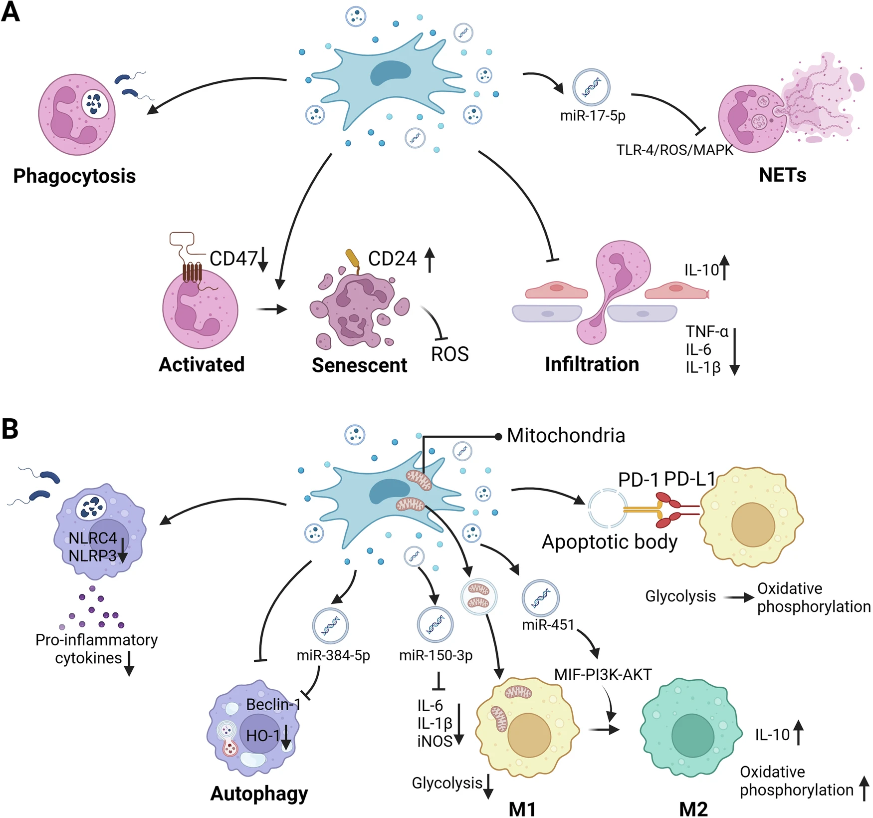 圖1:MSCs調節先天免疫細胞 圖1:MSCs調節先天免疫細胞