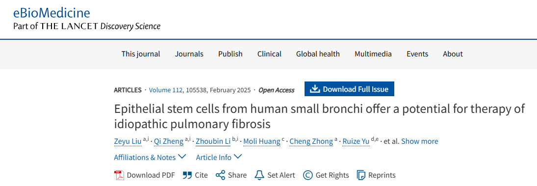 人類小支氣管上皮干細胞為治療特發性肺纖維化提供了潛力 人類小支氣管上皮干細胞為治療特發性肺纖維化提供了潛力