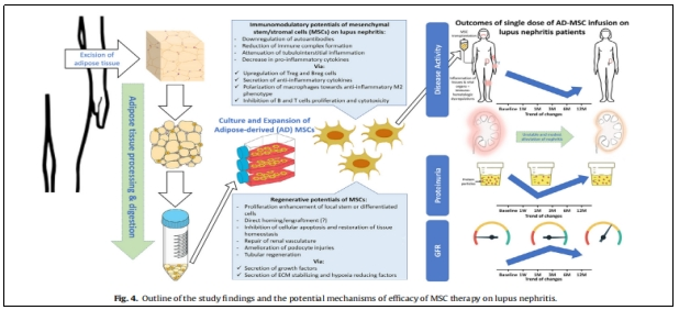 在實驗中,研究人員觀察到ADMS1的表達增加與關節疼痛和炎癥之間的關系 在實驗中,研究人員觀察到ADMS1的表達增加與關節疼痛和炎癥之間的關系